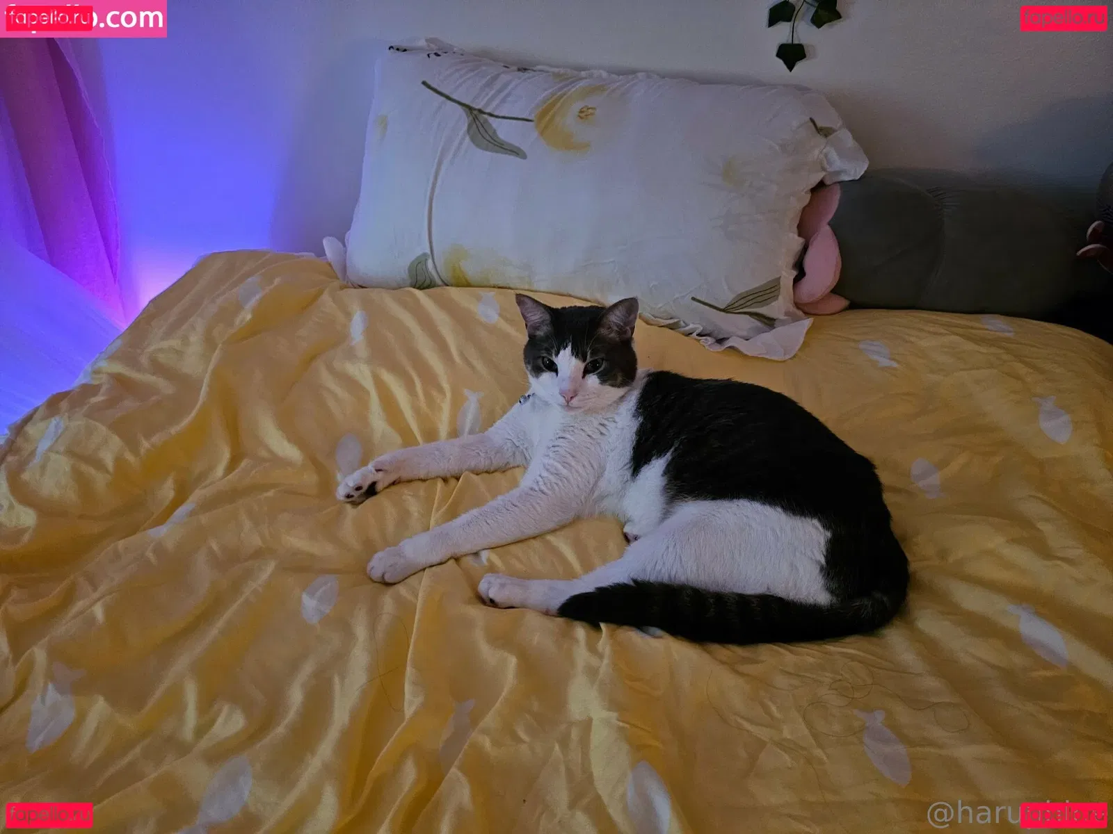 haruphine Onlyfans Photo Gallery 