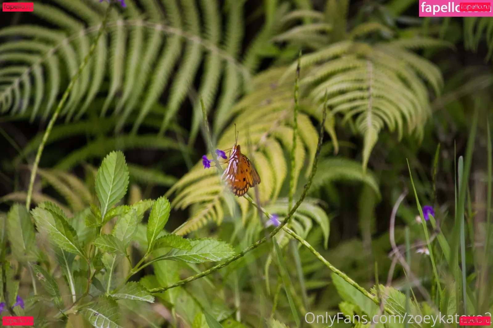 zoeykatexo2 Onlyfans Photo Gallery 