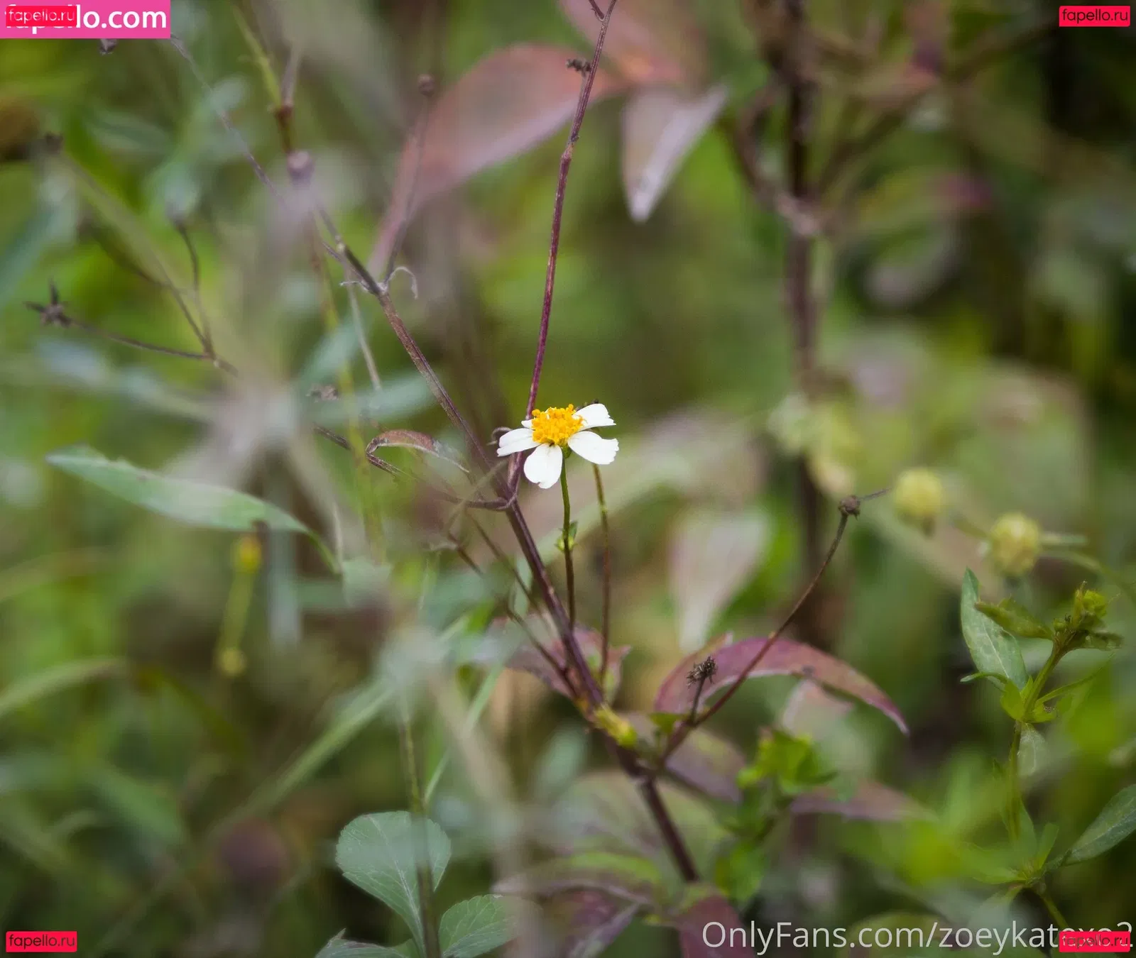 zoeykatexo2 Onlyfans Photo Gallery 