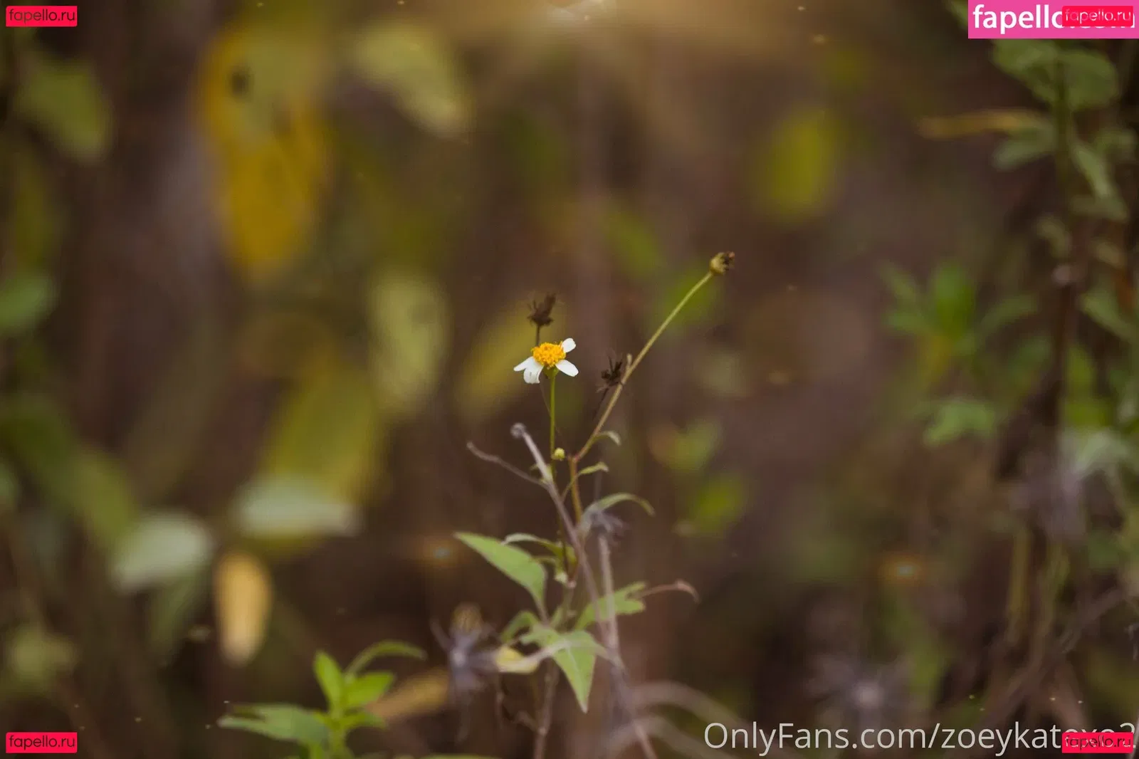 zoeykatexo2 Onlyfans Photo Gallery 