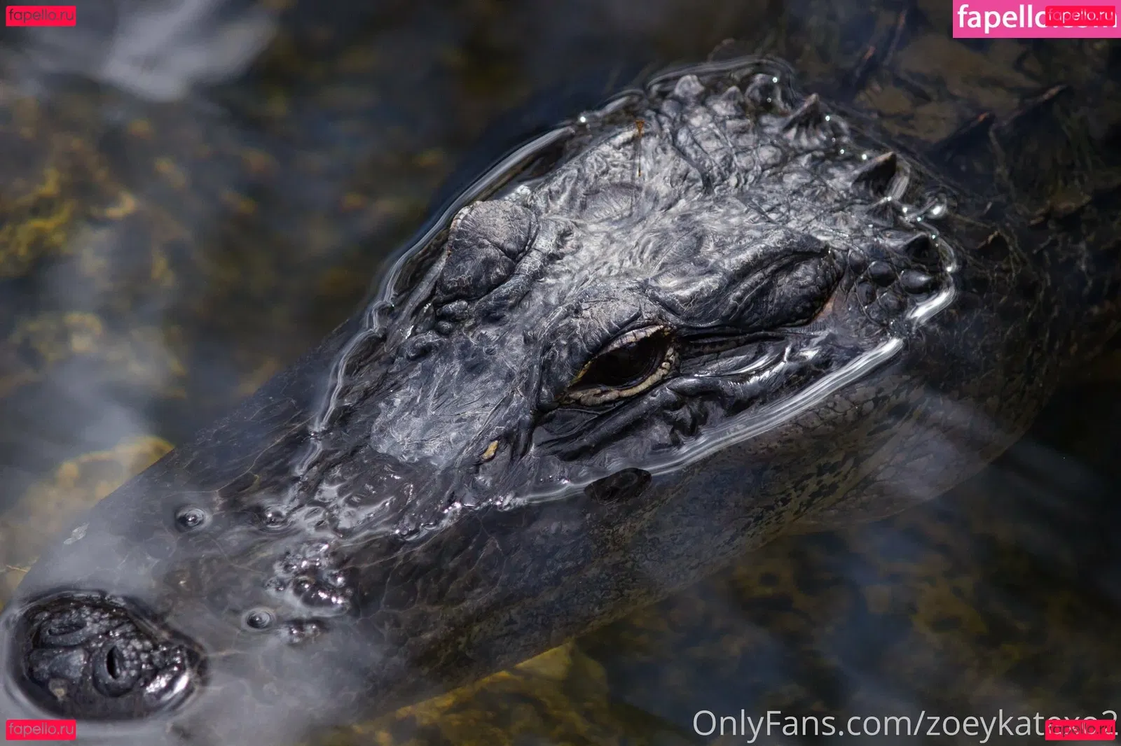 zoeykatexo2 Onlyfans Photo Gallery 