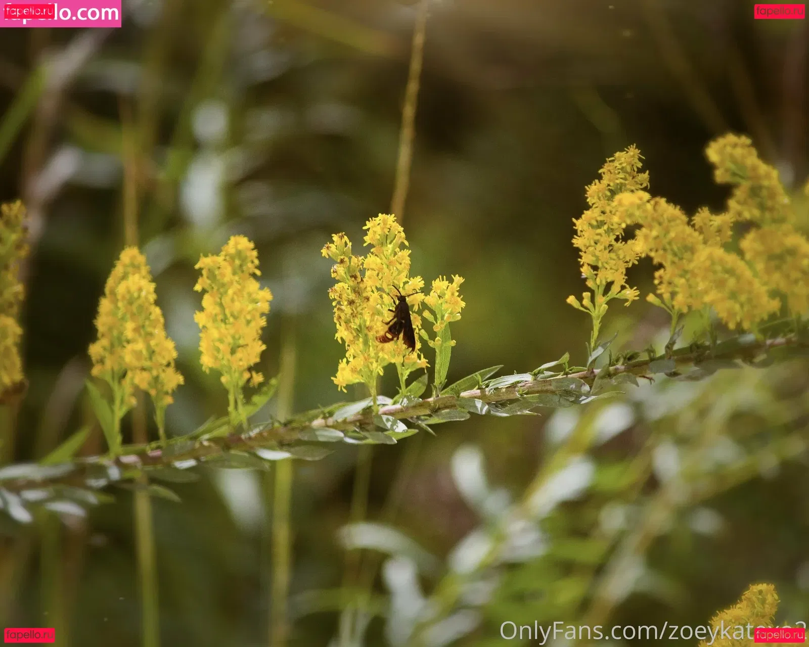 zoeykatexo2 Onlyfans Photo Gallery 