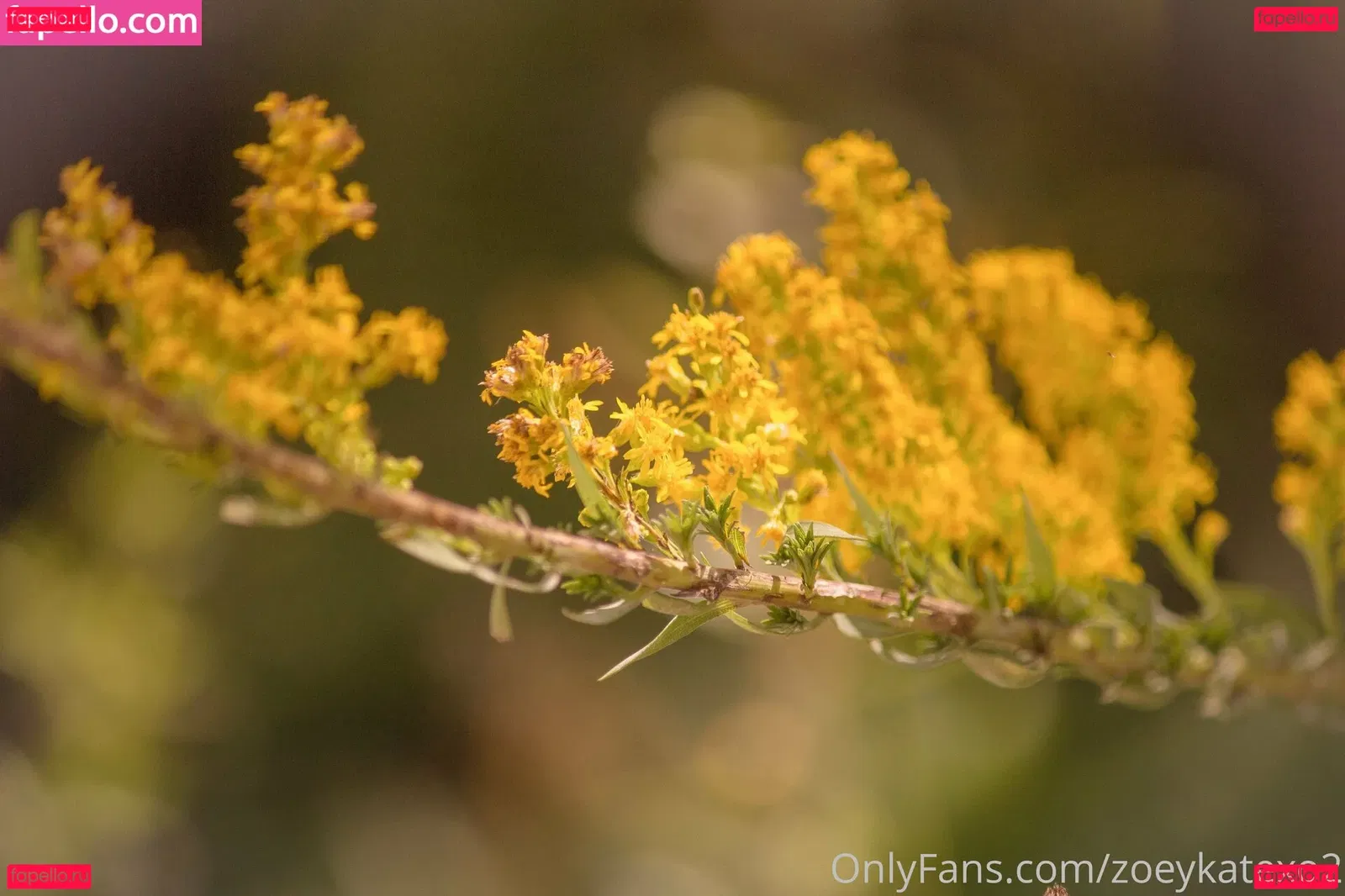 zoeykatexo2 Onlyfans Photo Gallery 