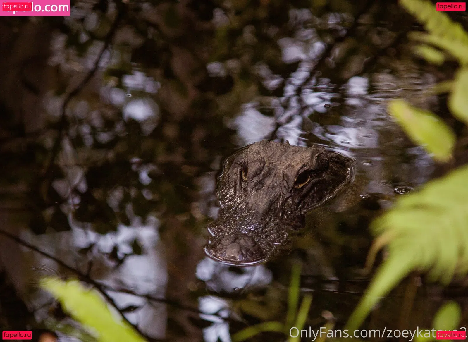 zoeykatexo2 Onlyfans Photo Gallery 