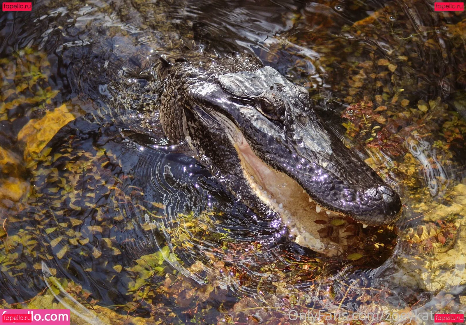 zoeykatexo2 Onlyfans Photo Gallery 