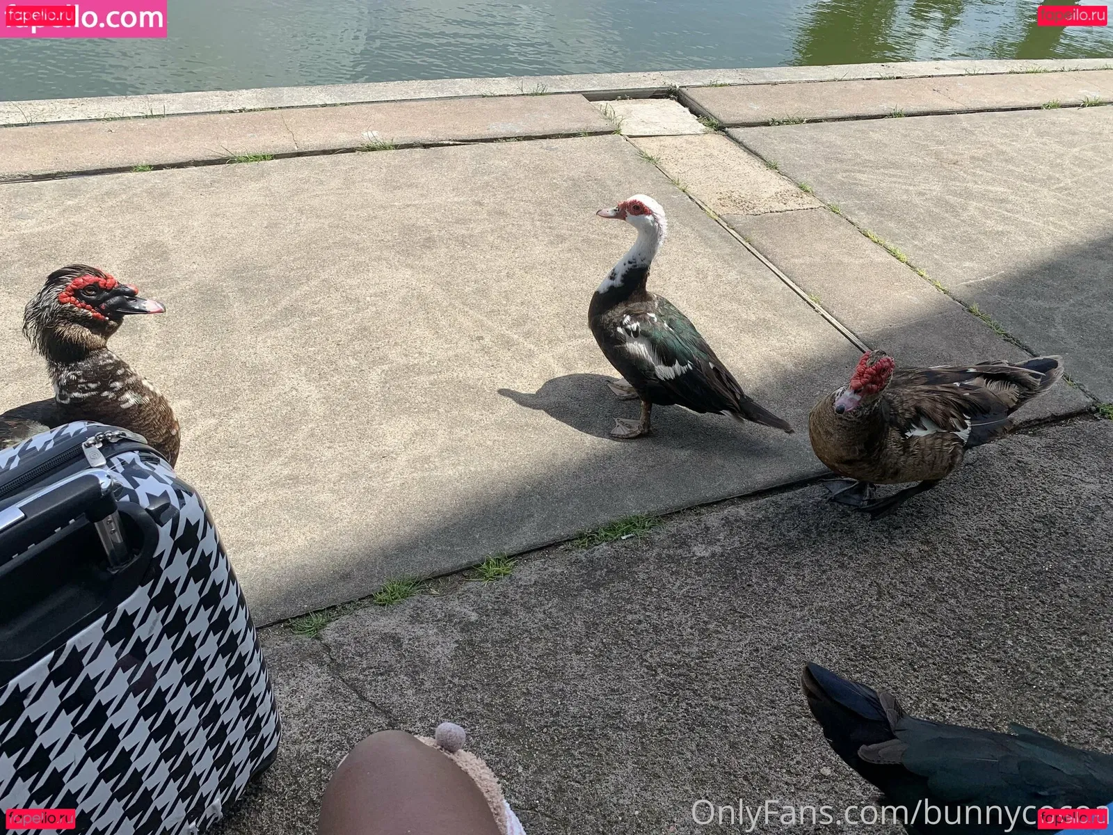 bunnycocoa Onlyfans Photo Gallery 