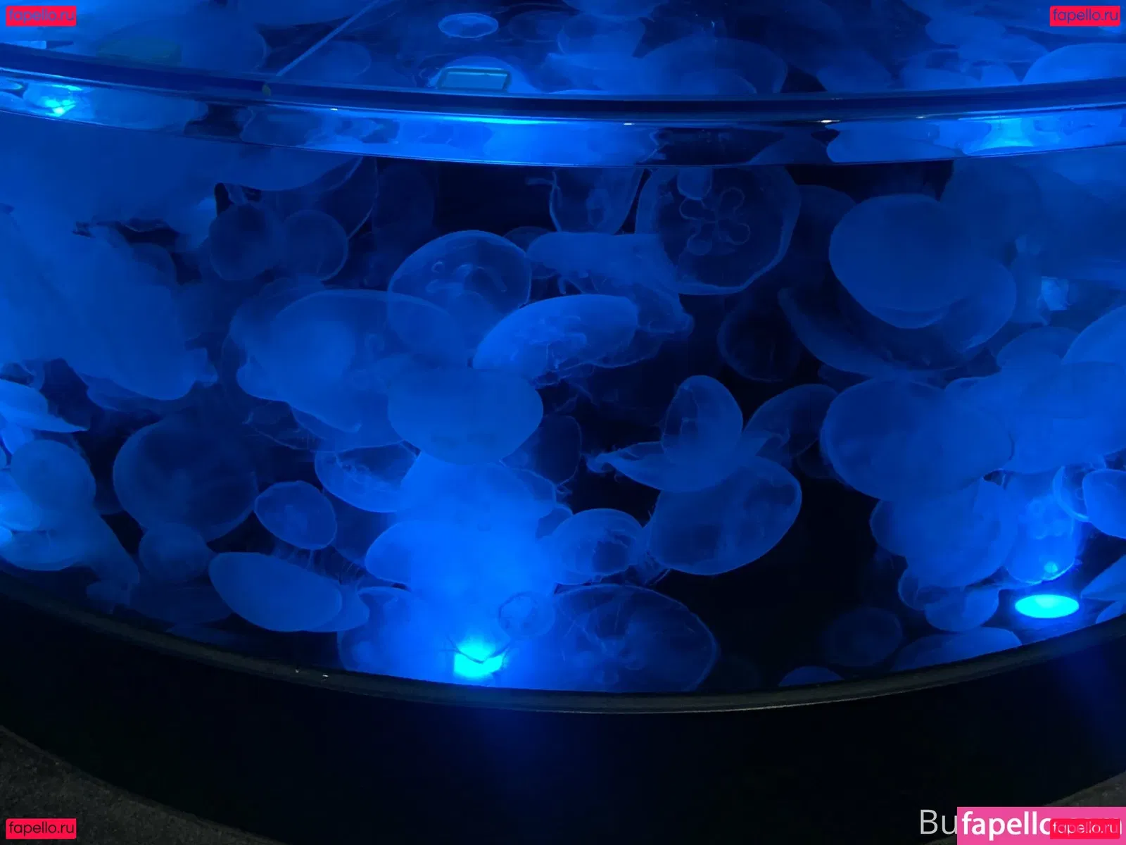 bunnycocoa Onlyfans Photo Gallery 