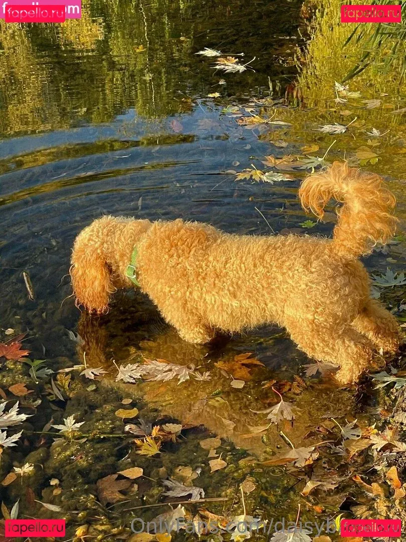 daisyafterdark Onlyfans Photo Gallery 