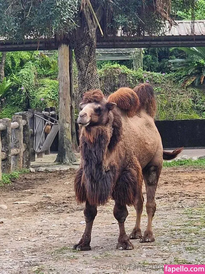 tinyhakka Onlyfans Photo Gallery 