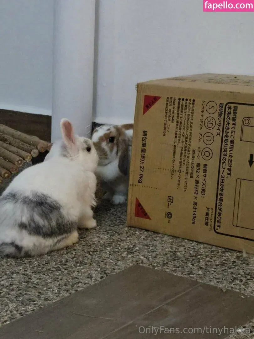 tinyhakka Onlyfans Photo Gallery 