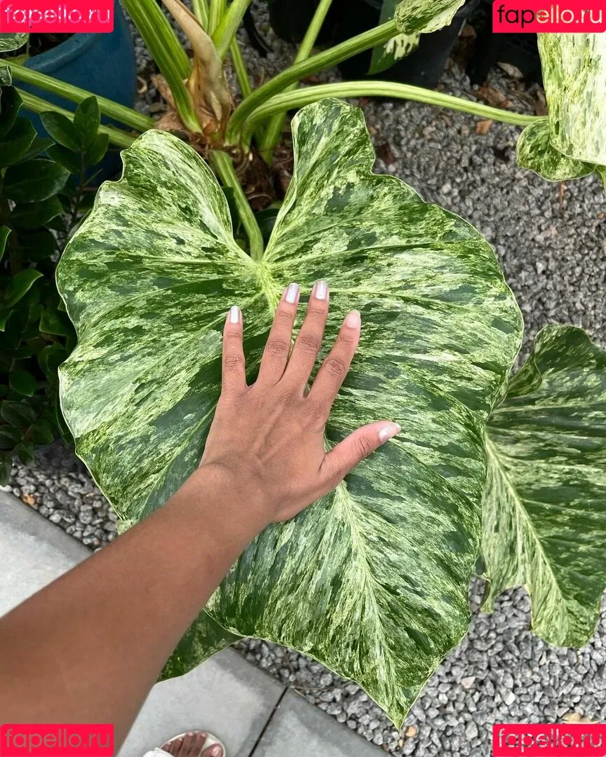 Plantbae Onlyfans Photo Gallery 